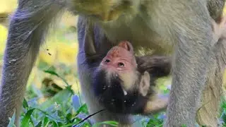 ouch! falling under mom belly clinging with milk dropping baby monkey face so hungry scary