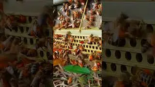 Bees Bring Pollen While Entering the Hive
