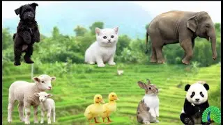 Cute Farm animals - Chick, Piglet, Fawn, Calf, Foal, Baby Elephant, Baby Seal - Animal Sound