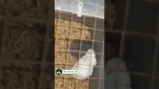 breeding pair rex to rex Campbells Dwarf Hamster