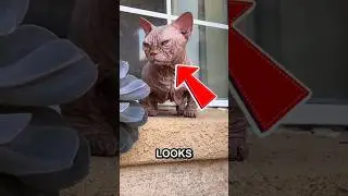 Have you seen this mutant cat😱 #pets #animallife #catmeme #shorts
