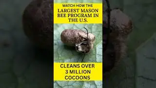 How We Clean 3 Million Mason Bee Cocoons to Keep Bees Healthy & Predator-Free | Rent Mason Bees