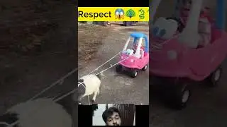 Respect Animals 😱