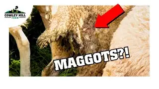 MAGGOTS ARE EATING MY LAMBS