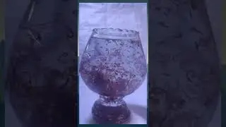 Live feed | Blood worm &bull; fish food