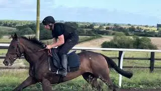 Strictly Tango on the gallops this morning