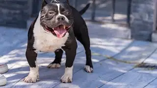 Vendemos American Bully