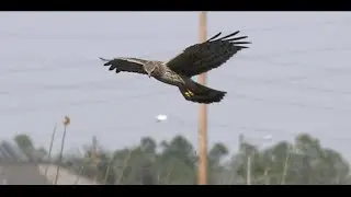 Northern Harrier