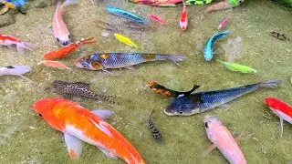 Find Colorful Ornamental fish, Goldfish betta fish, Catfish, lobster, koi fish, animals Videos