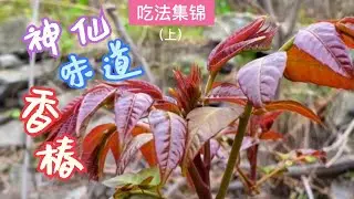 神仙味道  香椿吃法集锦（上）