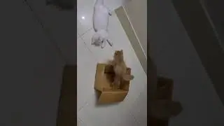 Cat Funny Video ! video gracioso de gatos ! V&iacute;deo engra&ccedil;ado de gato ! Смешное видео с кошками