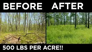 INCREASE Your Deer Forage BY 500%!!