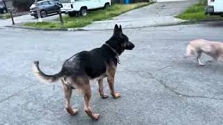 Poppy, my Australian Cattle dog loves playing frisby Infront of our driveway