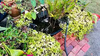 Water Change Time! || Fish Pond Tips For Beginners 