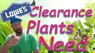 Watch This Before Buying Plants At Lowes