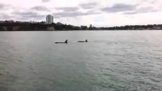 Orca in the Inner Waitemata Harbour, Auckland New Zealand