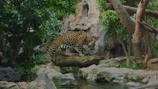 Exploring the Wonders of the Amazon Rainforest 