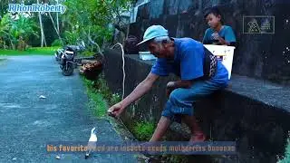 THE BEAUTIFUL SIDE OF BALI STARLING BIRD