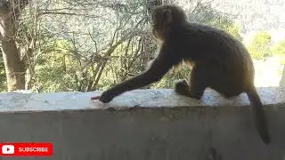 One Hand Missing But Hope Still Shines#monkey#animals#wildlife#babymonkey #animallife#trendingvideo 