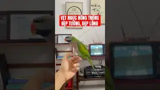 Vẹt Ngực Hồng Trống Đẹp #vetnoi #vetnguchong #vet  #parrot  #birds