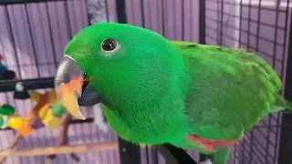 Perroquet eclectus ( comment divertir!! votre perroquet )