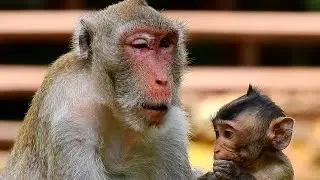 MONKEY JANE HAS EYE PROBLEM