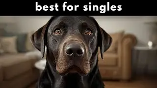 Labrador Retriever   Best for Singles