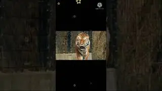 slow motion #walking of tiger 😎🐯🐅 subscribe plz