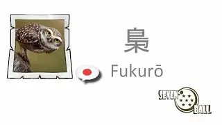 TOP 12 - Birds in Japanese