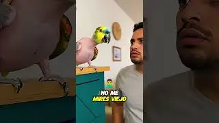 ⚡🦜 &iexcl;El Loro Se Electrocuta y Cree Que Est&aacute; Desnudo!
