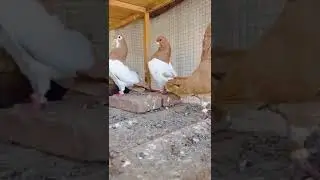 Vip Lal khal kantay ksh||#shorts