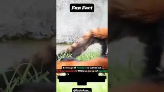 Fun fact about Panda #facts #shorts