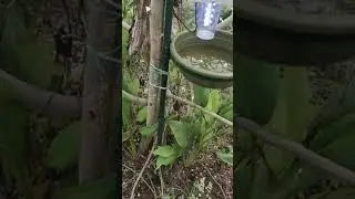 Solar Trap used in natural farming #naturalfarming #spnf  #solartrap #pestcontrol
