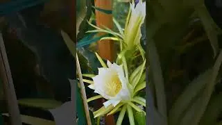 Dragon Fruit Bloom as it closes  #garden #dragonfruit