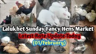 Lalukhet Sunday Fancy Hens Market Update 01 February Latest Rate Update Today Lalukhet Murga Mandi 