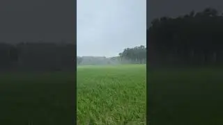 Heavy Rain in paddy field