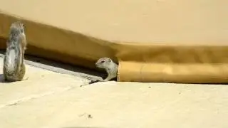 Antelope Squirrels