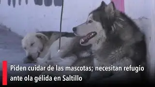 Piden cuidar de las mascotas; necesitan refugio ante ola g&eacute;lida en Saltillo