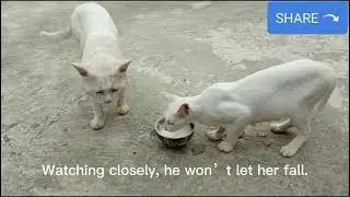 💞Tom & Mama Cat&rsquo;s Cute Cat Story🥛#white #Russian & #Persiancat😻drinking milk 🌞Asmrpet#adorablebilli 