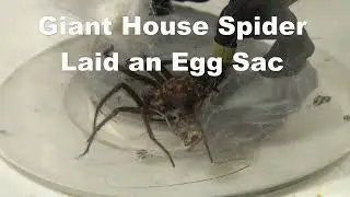 Giant House Spider Laid an Egg Sac