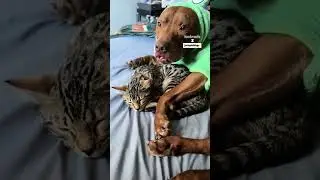 Cat and Pitbull Are Best Friends #cat #pitbull #animalfriends