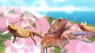 Belinda, the Bearded Dragon. What's a Slowpoke? Slowpoke song #pokemon #slowpoke #beardeddragon