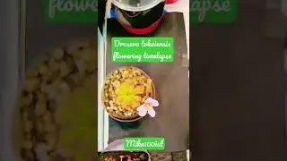 Drosera tokaiensis flowering time-lapse