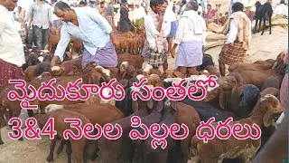 Mydukur santha market 3&4 Months Kids// మైదుకూరు సంత మార్కెట్ #mydukur #goat #mydukursantha