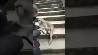 Security in form of Monkey😂😂😂!!!