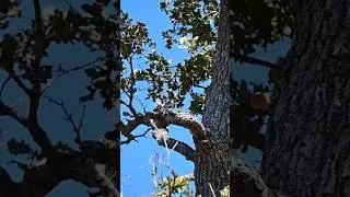 Acorn Woodpecker #birds #birdcalling #nature #birdspotting #bird #birdwatching #wildlife #woodpecker