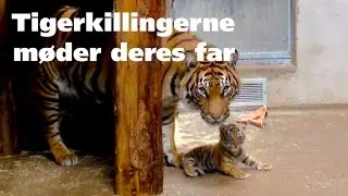 Tigerkillingerne møder deres far