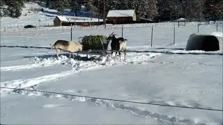 Winter Care of Animals