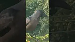 kindness to birds #shorts @nirmal videos