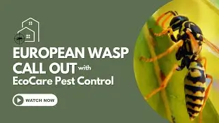European Wasp Call Out With EcoCare Pest Control Adelaide!